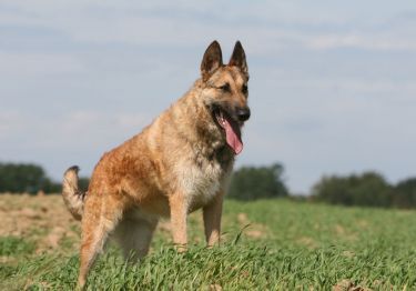 Guides Berger Belge Laekenois