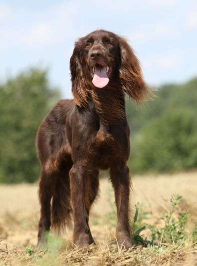 Guides Chien d’arrêt allemand à poil long