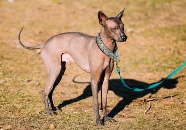 Guides Chien nu mexicain
