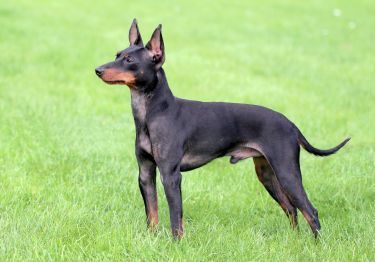 Guides English Toy Terrier