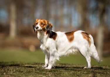 Guides Petit chien hollandais de chasse au gibier d'eau