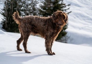 Guides Pudelpointer