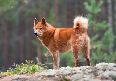 Guides Spitz Finlandais